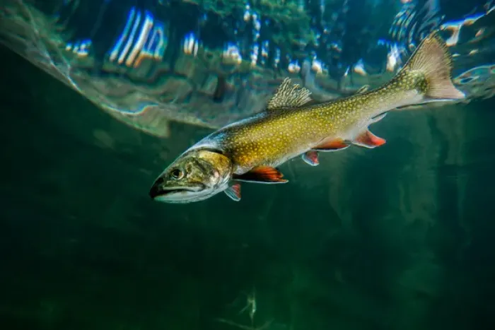 Framed Print : Laketrout swimming near surface of Emerald Lake in Montana Framed Print : Laketrout swimming near surface of Emerald Lake in Montana