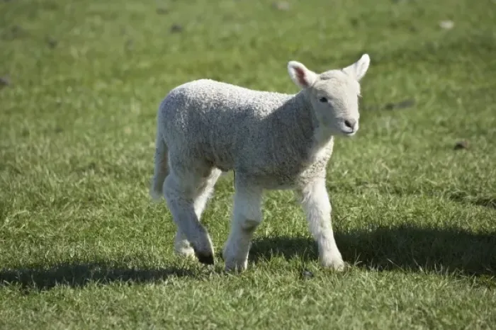 Framed Print : Lamb, near Dunedin, Otago, South Island, New Zealand Framed Print : Lamb, near Dunedin, Otago, South Island, New Zealand