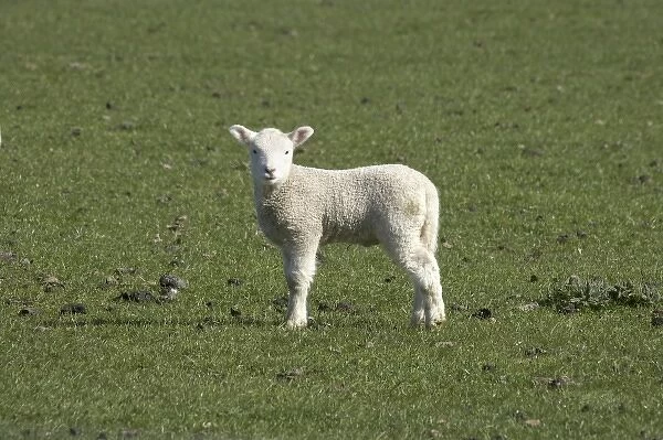 Lamb, near Dunedin, Otago, South Island, New Zealand