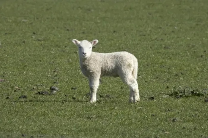 Framed Print : Lamb, near Dunedin, Otago, South Island, New Zealand Framed Print : Lamb, near Dunedin, Otago, South Island, New Zealand
