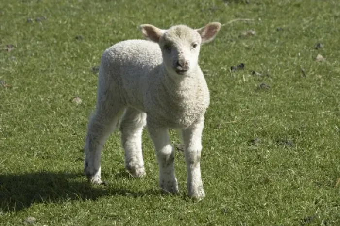 Framed Print : Lamb, near Dunedin, Otago, South Island, New Zealand