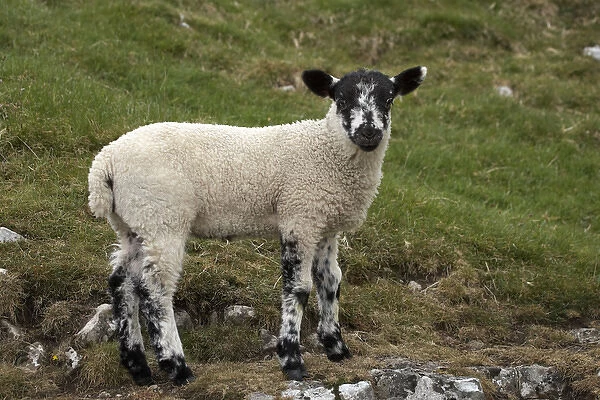 Lamb near Malham, Yorkshire Dales, North Yorkshire, England, United Kingdom