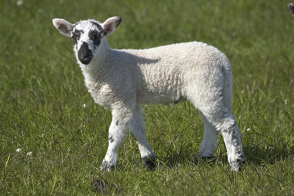 Lamb, Northumberland, England, United Kingdom