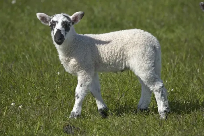 Framed Print : Lamb, Northumberland, England, United Kingdom