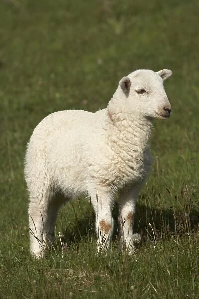 Lamb, Wales