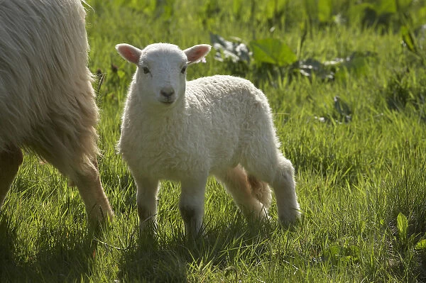 Lamb, Wales, United kingdom