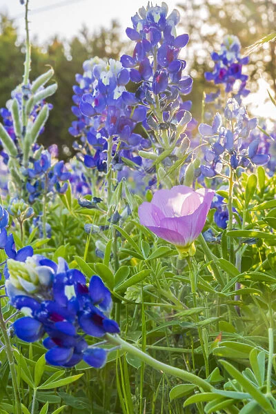 Lampasas, Texas, USA. Pink Evening Primrose and Bluebonnet wildflowers in the Texas Hill