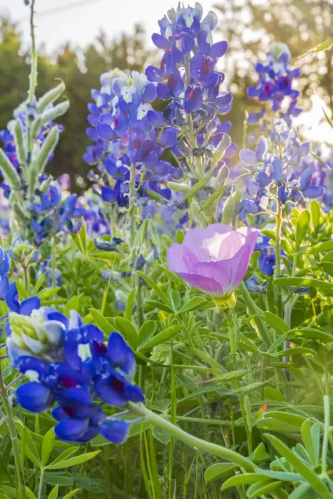 Framed Print : Lampasas, Texas, USA. Pink Evening Primrose and Bluebonnet wildflowers in the Texas Hill Framed Print : Lampasas, Texas, USA. Pink Evening Primrose and Bluebonnet wildflowers in the Texas Hill