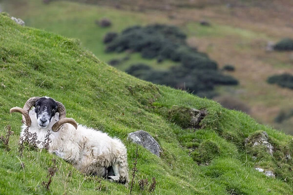 Lanard blackface ram on the Fanad Peninsula, Ireland
