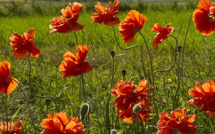 Framed Print : Lancaster County, Pannsylvania. Field of bright Poppies touched by sunlight Framed Print : Lancaster County, Pannsylvania. Field of bright Poppies touched by sunlight