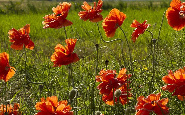Lancaster County, Pannsylvania. Field of bright Poppies touched by sunlight