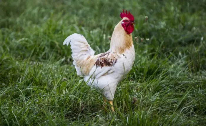 Framed Print : Lancaster County, Pennsylvania. Red Rooster, white with tan neck and speckled brown Framed Print : Lancaster County, Pennsylvania. Red Rooster, white with tan neck and speckled brown