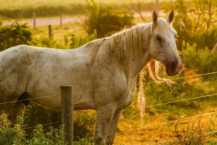 Framed Print : Lancaster County, Pennsylvania. Dappled horse catches mane on barbed wire Framed Print : Lancaster County, Pennsylvania. Dappled horse catches mane on barbed wire