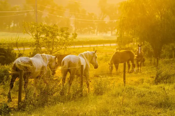 Framed Print : Lancaster County, Pennsylvania. Team of horses walk along a fence
