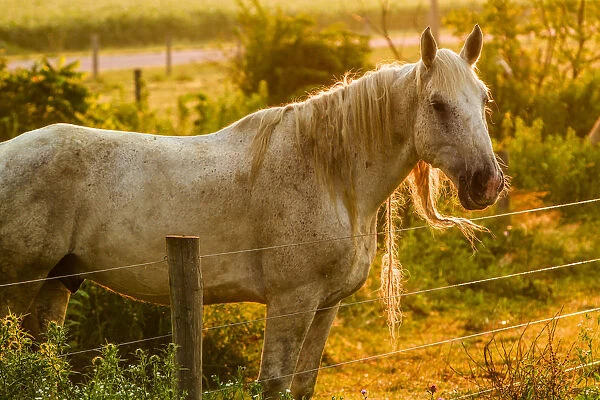 Lancaster County, Pennsylvania. Dappled horse catches mane on barbed wire