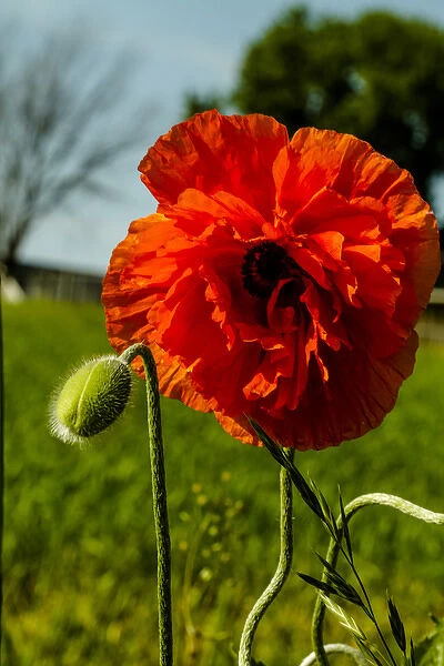 Lancaster County, Pennsylvania. Large, red poppy, a flower bud, and field of green grass