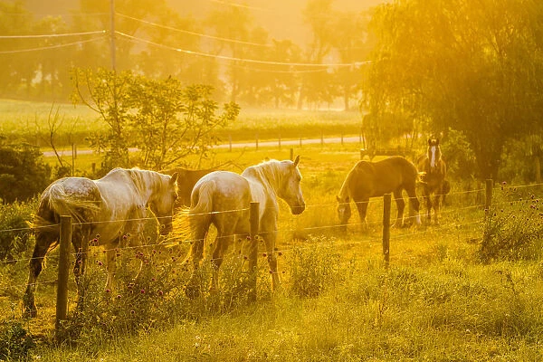 Lancaster County, Pennsylvania. Team of horses walk along a fence