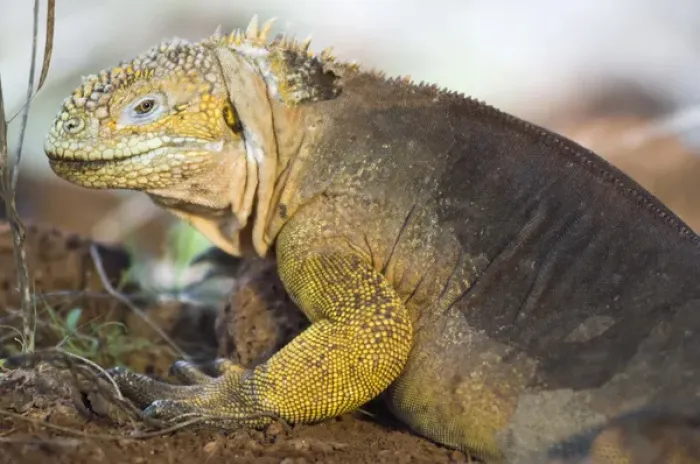 Framed Print : Land Iguana (Conolophus subcristatus), North Seymour Island, Galapagos National Park