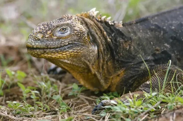 Framed Print : Land Iguana (Conolophus subcristatus), North Seymour Island, Galapagos National Park