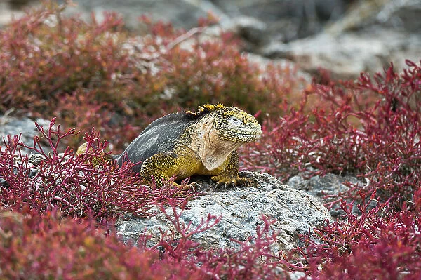 A land iguana, Conolophus Subcristatus. South Plaza Island, Galapagos, Ecuador