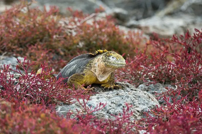 Framed Print : A land iguana, Conolophus Subcristatus. South Plaza Island, Galapagos, Ecuador Framed Print : A land iguana, Conolophus Subcristatus. South Plaza Island, Galapagos, Ecuador