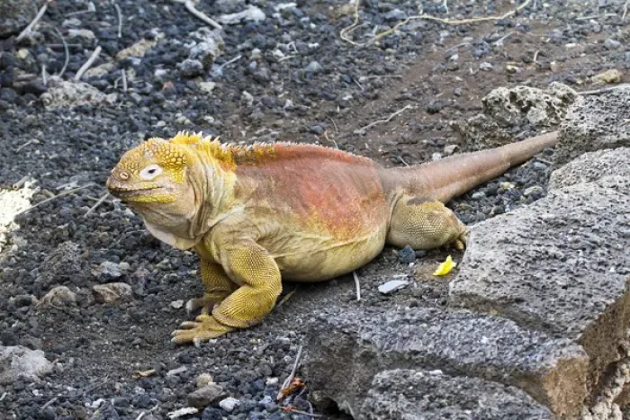 Framed Print : Land iguana at Darwin Center, Santa Cruz Island, Galapagos Islands
