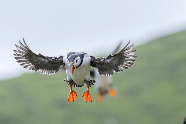 Landing in a colony. Atlantic Puffin (Fratercula arctica) in a puffinry on Mykines