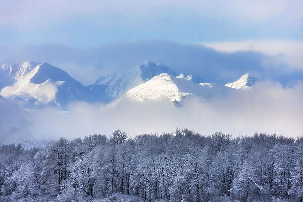 Landscape of forest and snow mountain, Haines, Alaska, USA