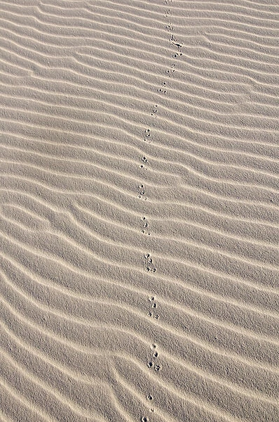Landscape of glistening white gypsum sand dunes of White Sands National Monument