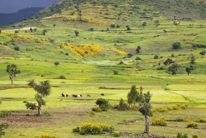 Framed Print : Landscape between Gonder and Lake Tana in Ethiopia. This fertile region is farmed Framed Print : Landscape between Gonder and Lake Tana in Ethiopia. This fertile region is farmed