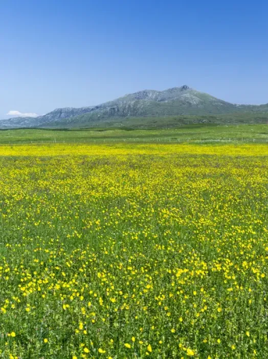 Framed Print : Landscape on the island of South Uist (Uibhist a Deas) in the Outer Hebrides. Machair Framed Print : Landscape on the island of South Uist (Uibhist a Deas) in the Outer Hebrides. Machair