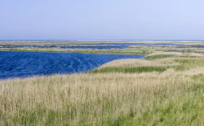 Framed Print : Landscape with lagoons at Darsser Ort on the Darss Peninsula. Western Pomerania Lagoon Area NP Framed Print : Landscape with lagoons at Darsser Ort on the Darss Peninsula. Western Pomerania Lagoon Area NP