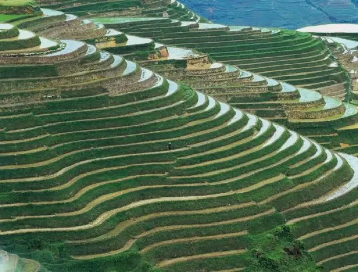 Framed Print : Landscape of rice