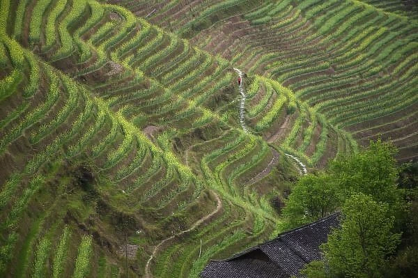 Landscape of rice