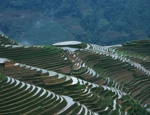 Landscape of rice terraces in the mountain, Longji, Guangxi Province, China