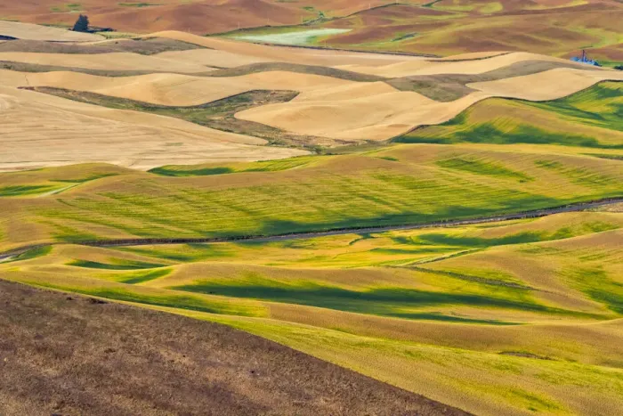 Framed Print : Landscape of rolling wheat field, Palouse, Washington State, USA