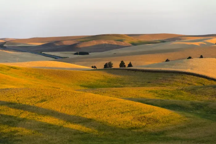 Framed Print : Landscape of rolling wheat field at sunrise, Palouse, Washington State, USA