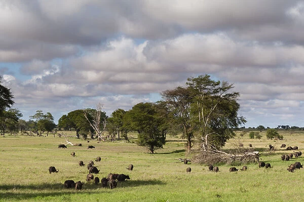 Landscape of the savannah, Tsavo, Kenya