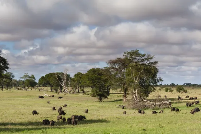 Framed Print : Landscape of the savannah, Tsavo, Kenya