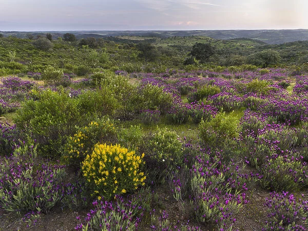 Landscape with Spanish lavender (Lavandula stoechas, French lavender, topped lavender)