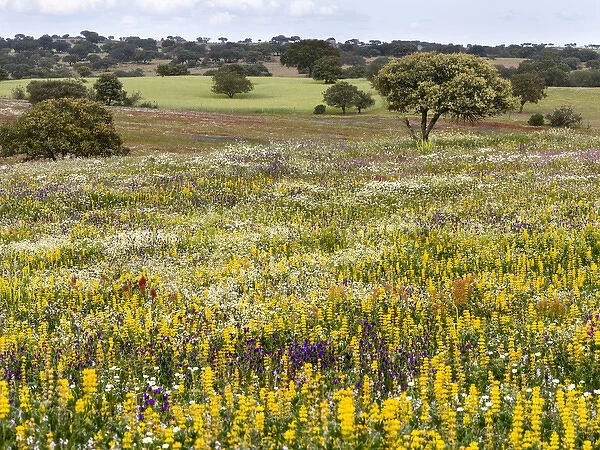 Landscape with wildflower meadow near Mertola in the nature reserve Parque Natural