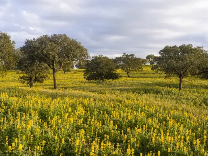 Framed Print : Landscape with wildflower meadow near Mertola in the nature reserve Parque Natural