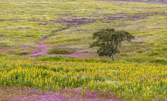 Framed Print : Landscape with wildflower meadow near Mertola in the nature reserve Parque Natural Framed Print : Landscape with wildflower meadow near Mertola in the nature reserve Parque Natural