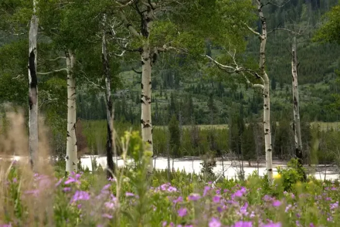 Framed Print : Landscape in Yellowstone National Park