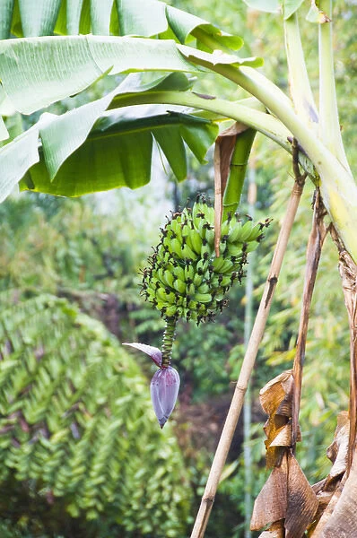 Langmeing Village, Nagaland, northeast India, a banana plant, with a bunch of green