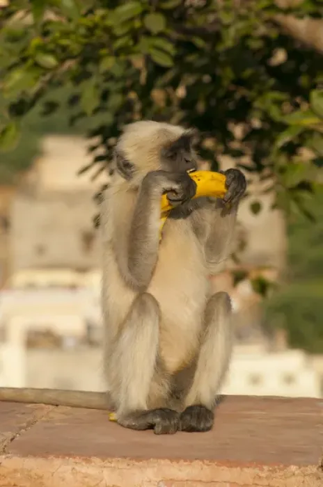 Framed Print : Langur Monkey, Amber Fort, Jaipur, Rajasthan, India Framed Print : Langur Monkey, Amber Fort, Jaipur, Rajasthan, India