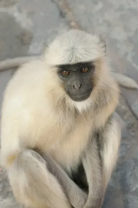 Framed Print : Langur Monkey, Amber Fort, Jaipur, Rajasthan, India Framed Print : Langur Monkey, Amber Fort, Jaipur, Rajasthan, India