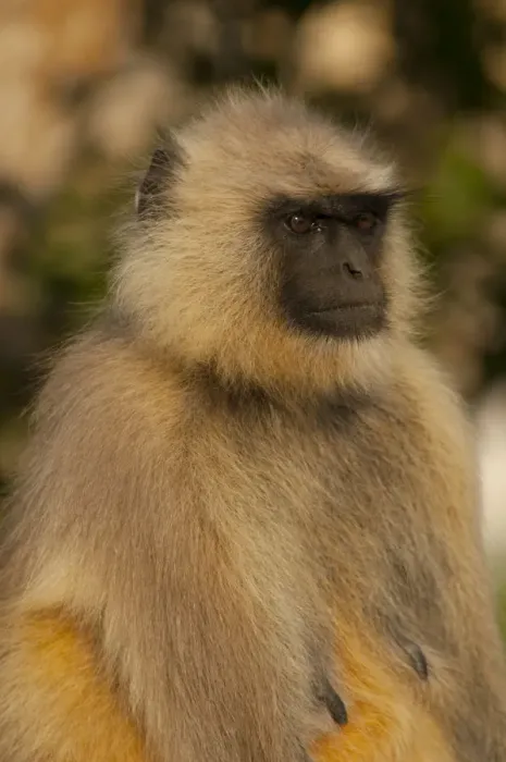 Framed Print : Langur Monkey, Amber Fort, Jaipur, Rajasthan, India Framed Print : Langur Monkey, Amber Fort, Jaipur, Rajasthan, India