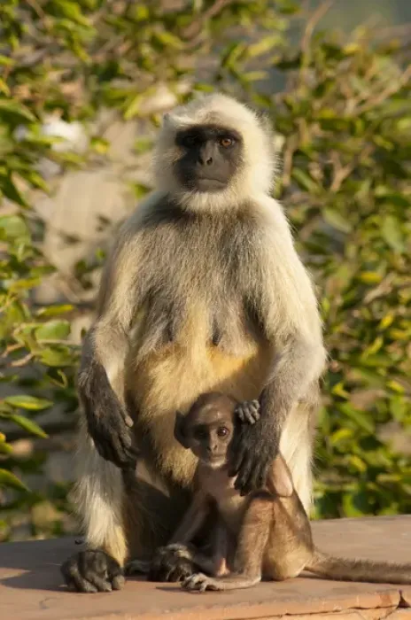 Framed Print : Langur Monkey, Amber Fort, Jaipur, Rajasthan, India Framed Print : Langur Monkey, Amber Fort, Jaipur, Rajasthan, India