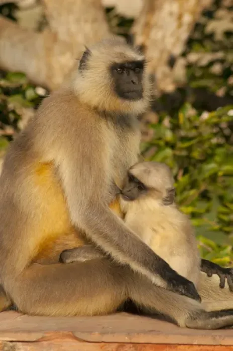 Framed Print : Langur Monkey, Amber Fort, Jaipur, Rajasthan, India Framed Print : Langur Monkey, Amber Fort, Jaipur, Rajasthan, India